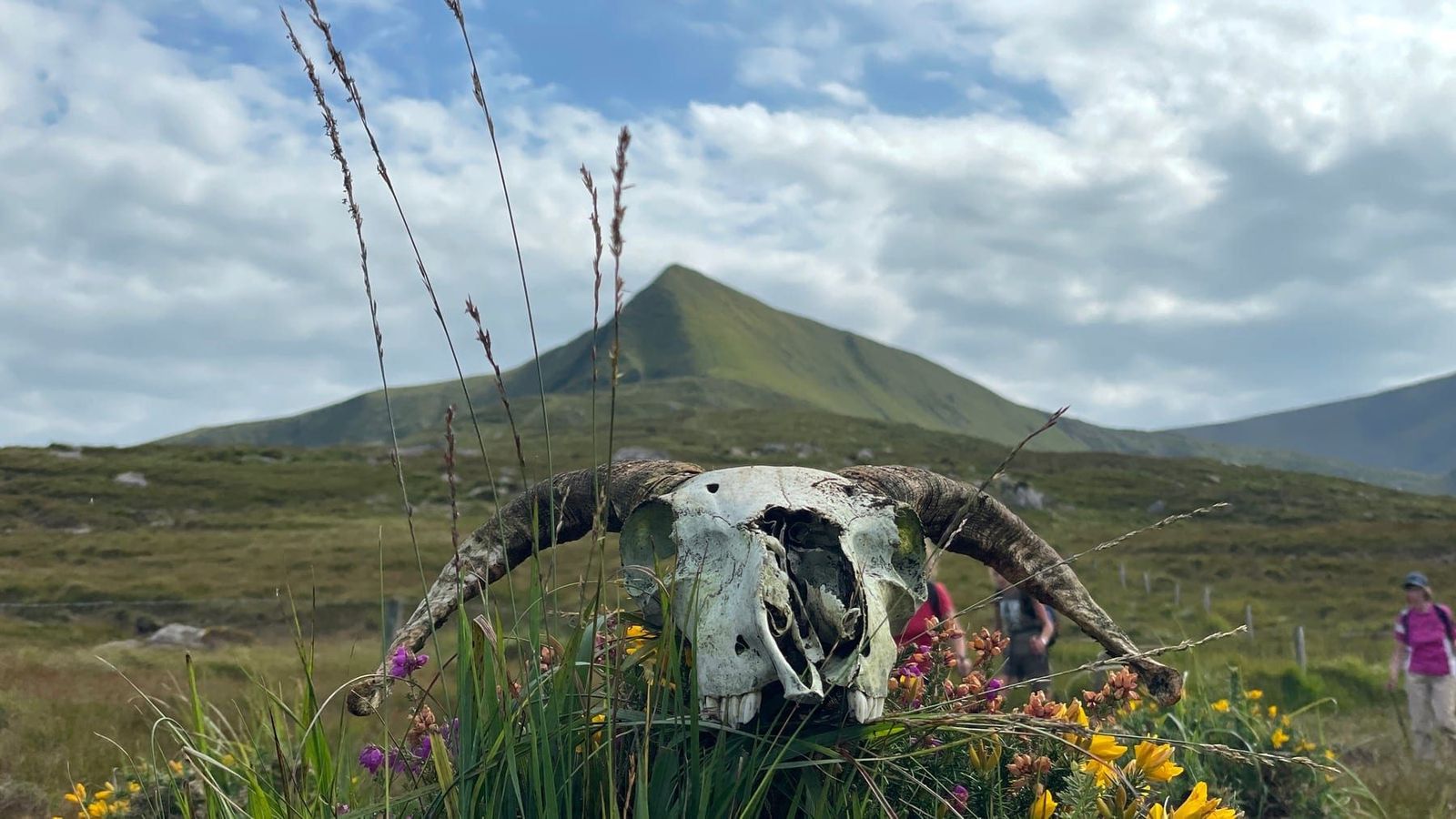 Weathered bone among wildflowers with the mountain landscape beyond