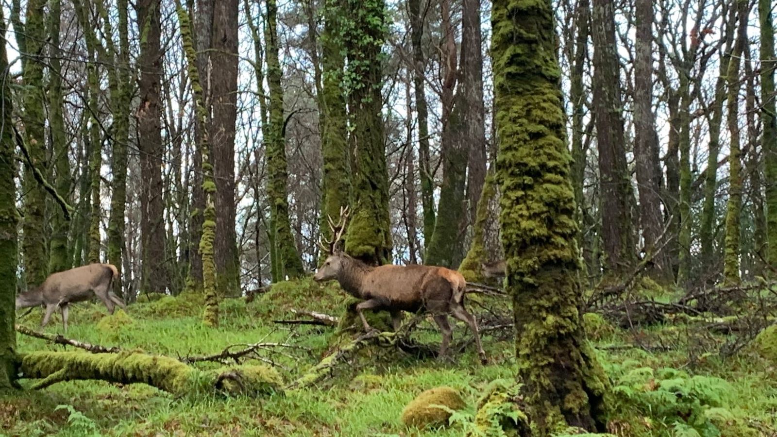 Deer moving between tall moss-covered trees