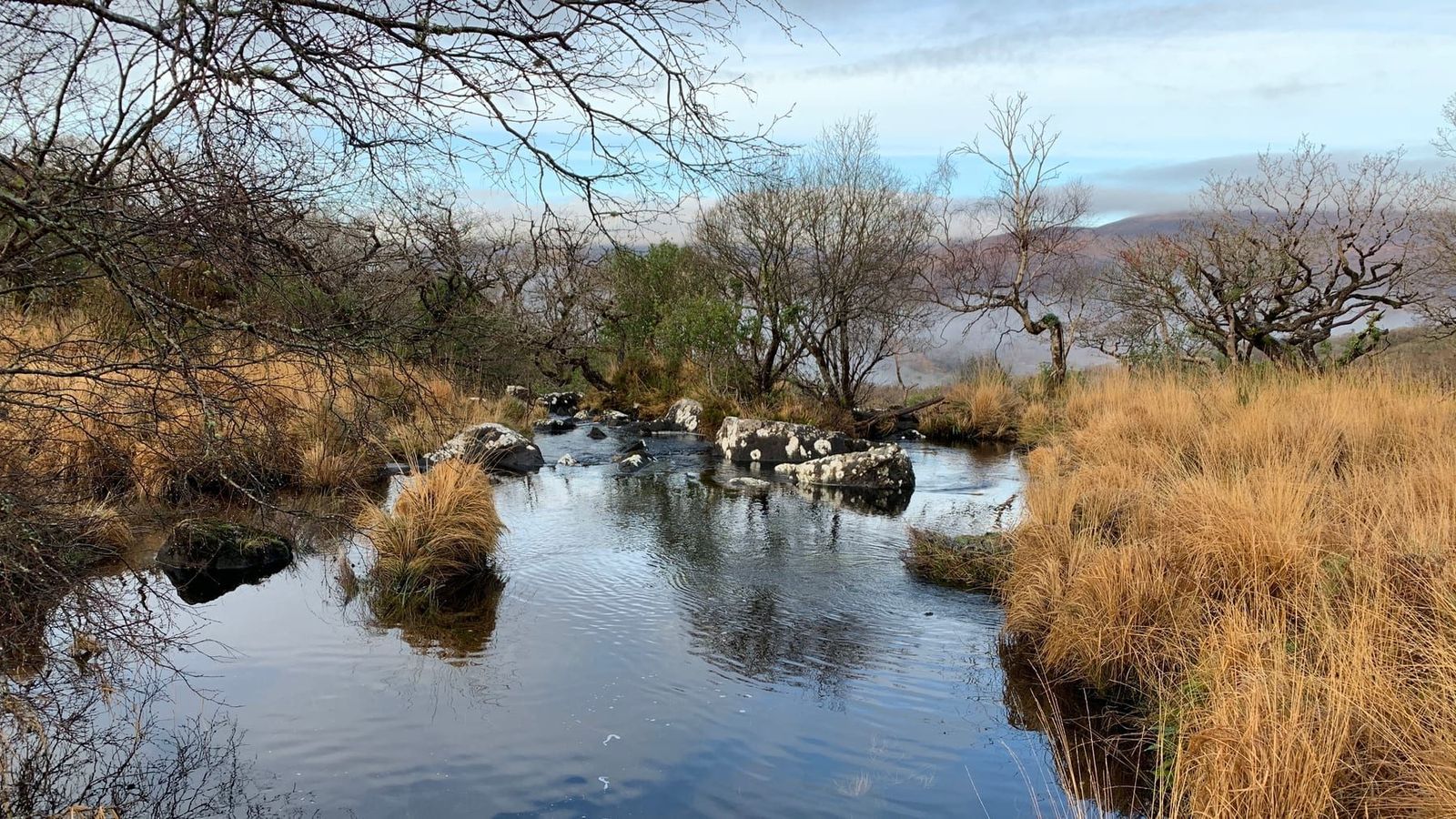 A quiet stream winding between grasses and bare trees