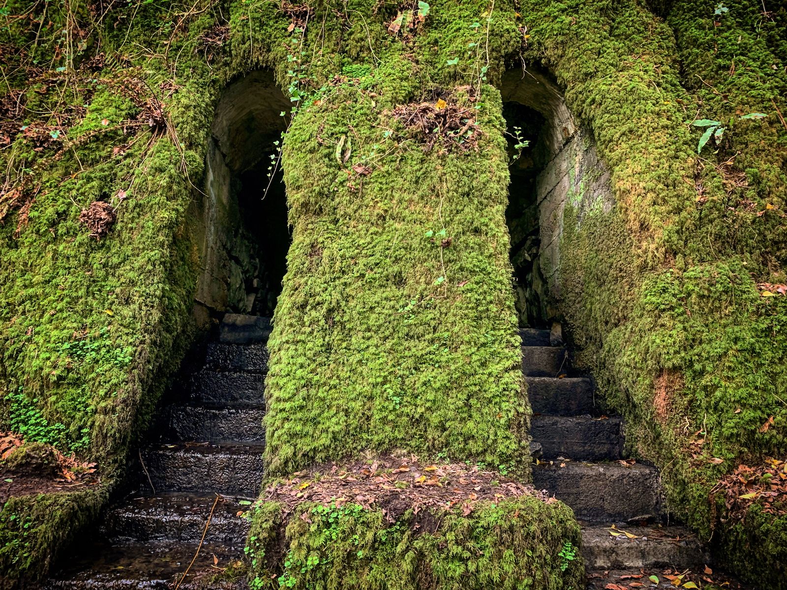 Moss-covered stone steps climbing through Glanageenty Woods