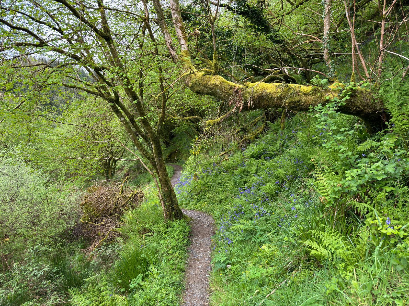 A narrow green trail winding beneath leafy woodland