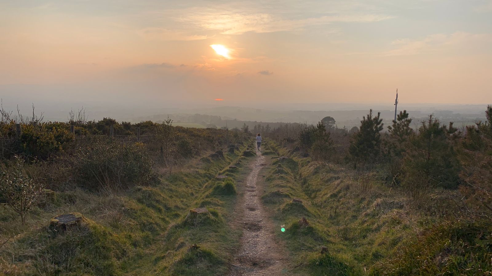 A forestry track beneath warm evening light
