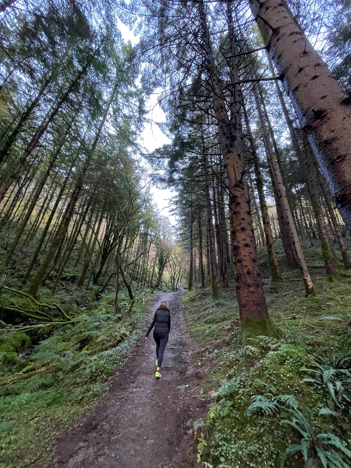 A walker following a shaded path between the trees