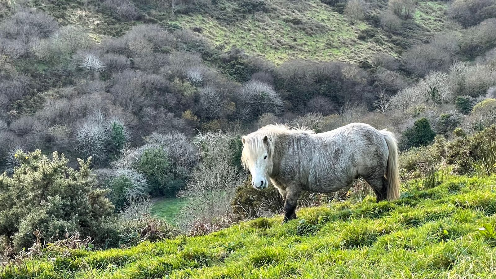 Sheep grazing on the open slopes near the route