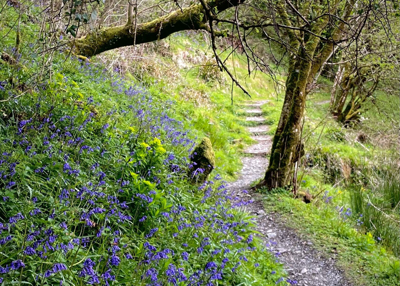 A woodland path edged with bluebells in spring