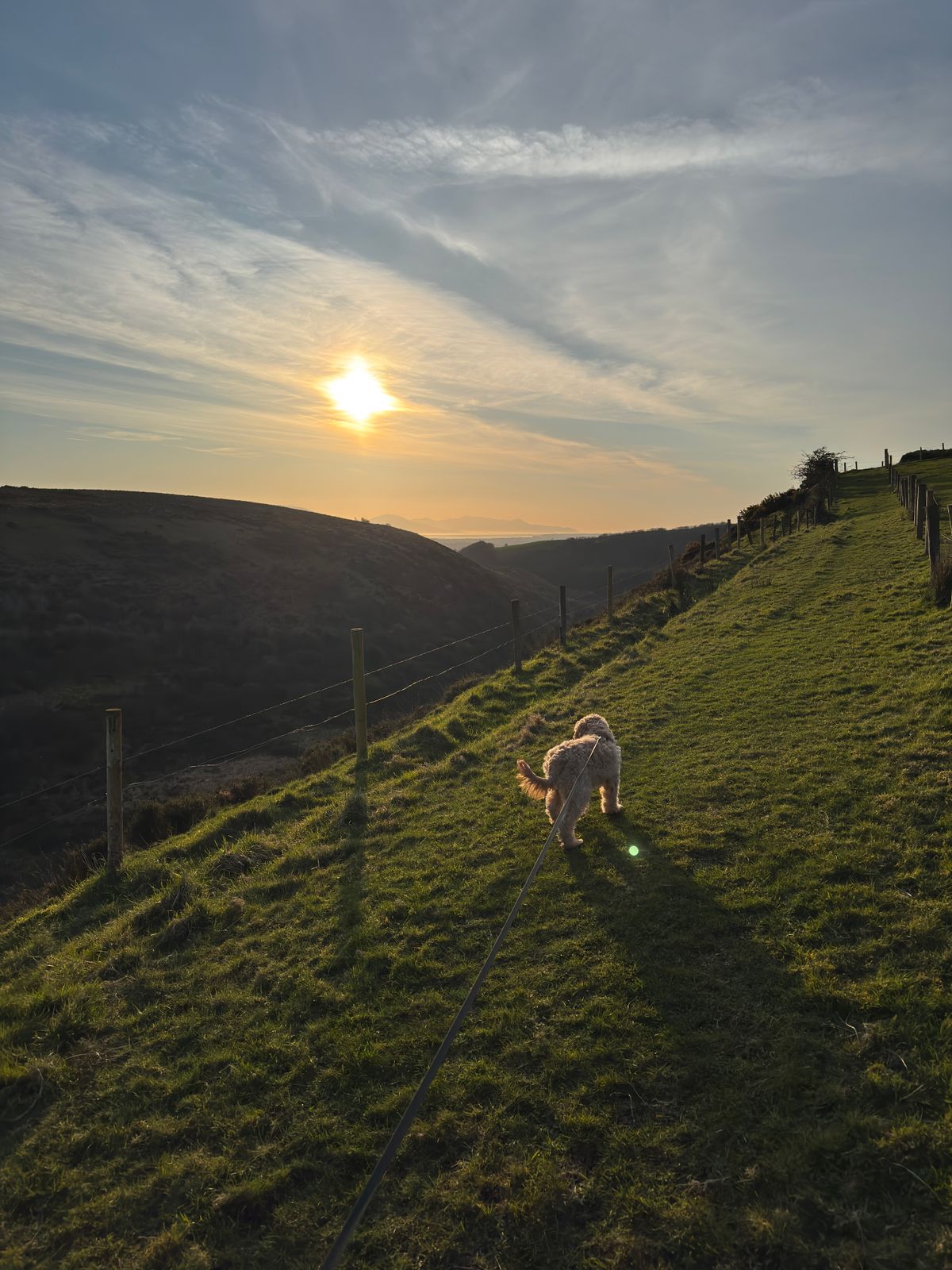 Paddy the Cavapoo standing on the hillside in evening light