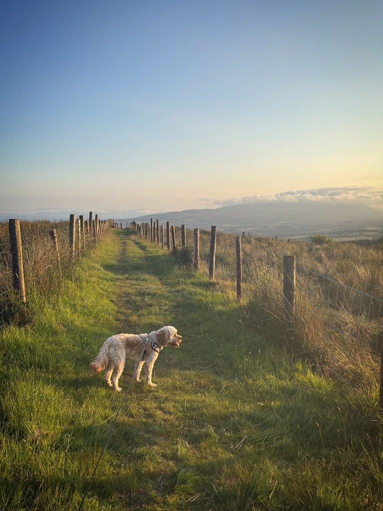 Paddy the Cavapoo standing on the grassy Glanageenty trail in warm evening light