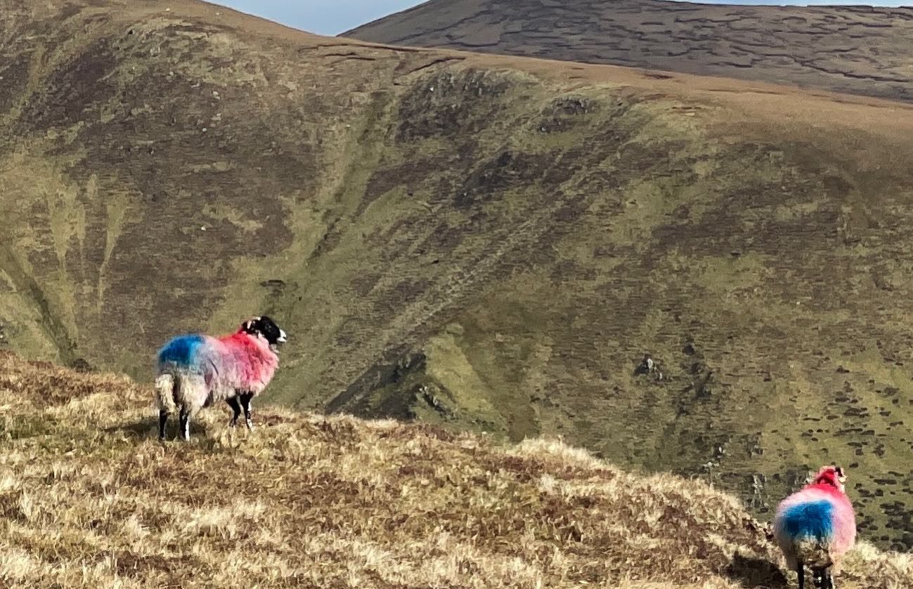 Two colour-marked sheep standing on high ground above the valley