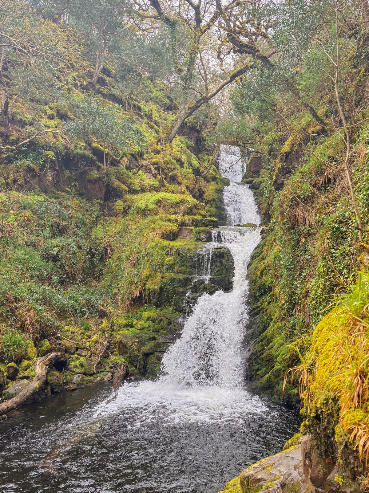 The stepped white water of O’Sullivan’s Cascade among green woodland